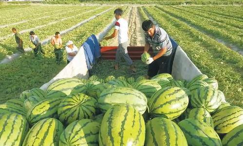 小船吃瓜看台湾,揭秘台湾的别样风情