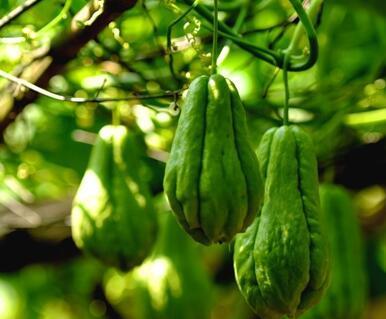 吃秋瓜忌辛辣,秋季饮食健康指南