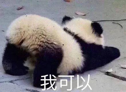 吃瓜的熊猫图片,萌态十足，带你领略国宝的悠闲时光