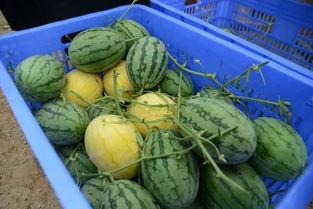 金米米吃瓜,揭秘娱乐圈幕后故事