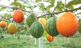 鲤鱼吃吊瓜么,探究鱼儿餐桌上的奇遇