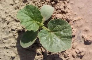 火焰蜜瓜怎么吃,甜蜜火辣的夏日新宠，这样吃最过瘾