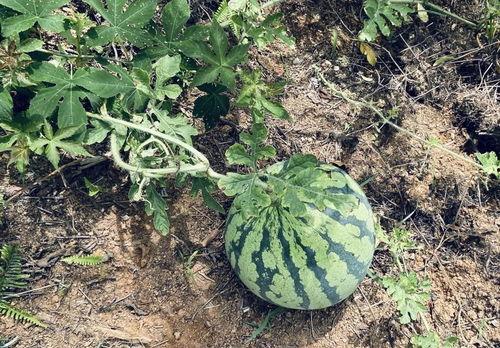 山海系列腮红吃瓜,腮红吃瓜，探寻神秘山海之美