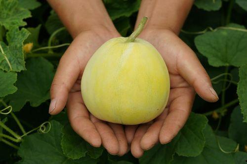 小瓜吃甜瓜,一场与甜瓜的甜蜜邂逅