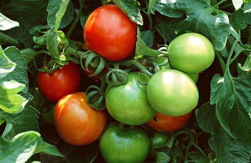 番茄小说吃瓜大白,揭秘番茄小说中的神秘角色