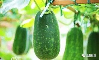 吃瓜虫吃什么,探寻它们的餐桌奥秘