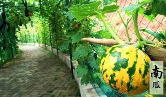 摸鱼吃瓜配图搞笑,笑料横生，欢乐无限！