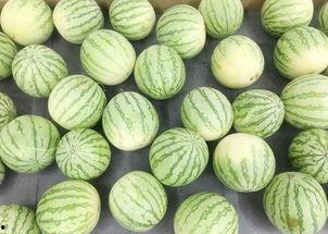 在线吃瓜是真的吃瓜